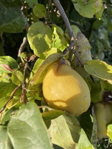Organic quince for sale - , the