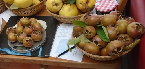 Medlars fruit 1 - medlars.,
